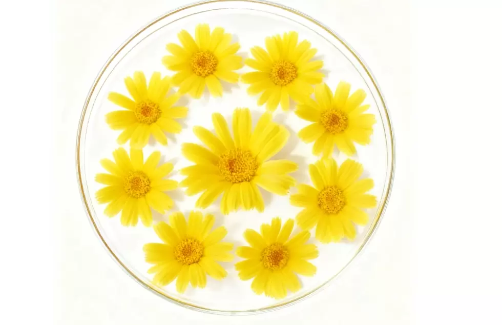 Soins de la peau durables avec α-bisabolol naturel biosynthétique Soins de la peau durables avec α-bisabolol naturel biosynthétique