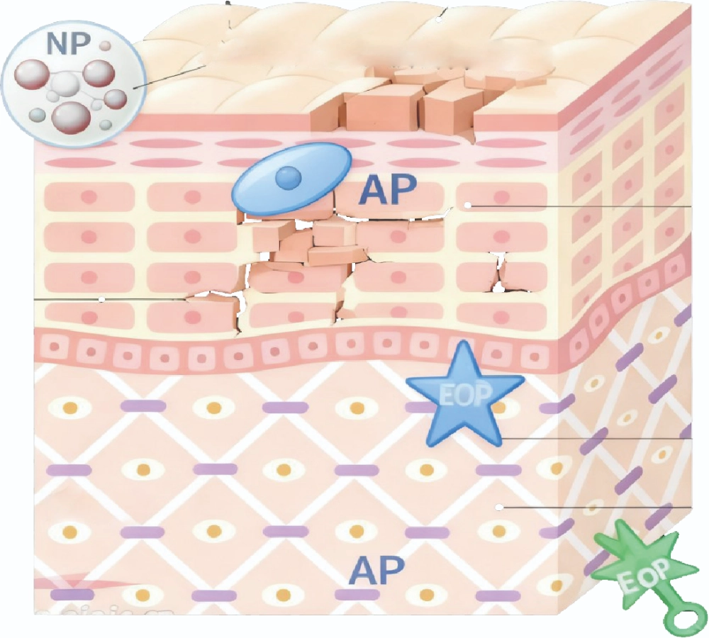 Synergistic Action of Triple Ceramides