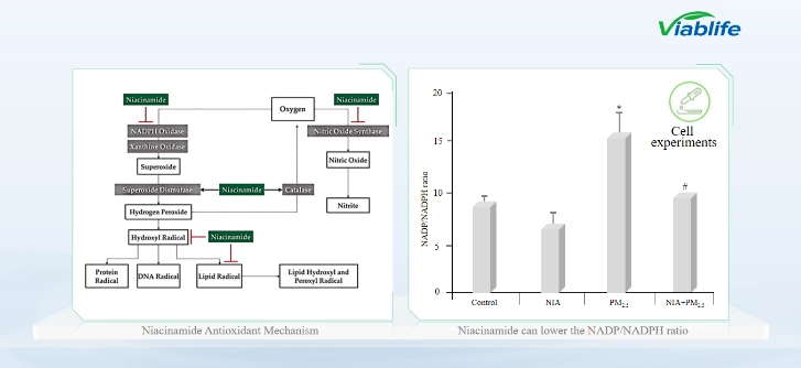 Mécanisme antioxydant de la nicotinamide Antioxidant Mechanism of Nicotinamide