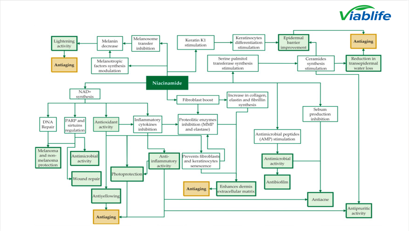La nicotinamide influence les voies de sébum Nicotinamide influences sebum pathways