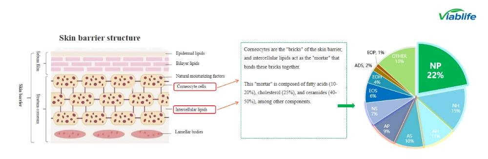 ceramide cosmetic ingredients for skin barriers